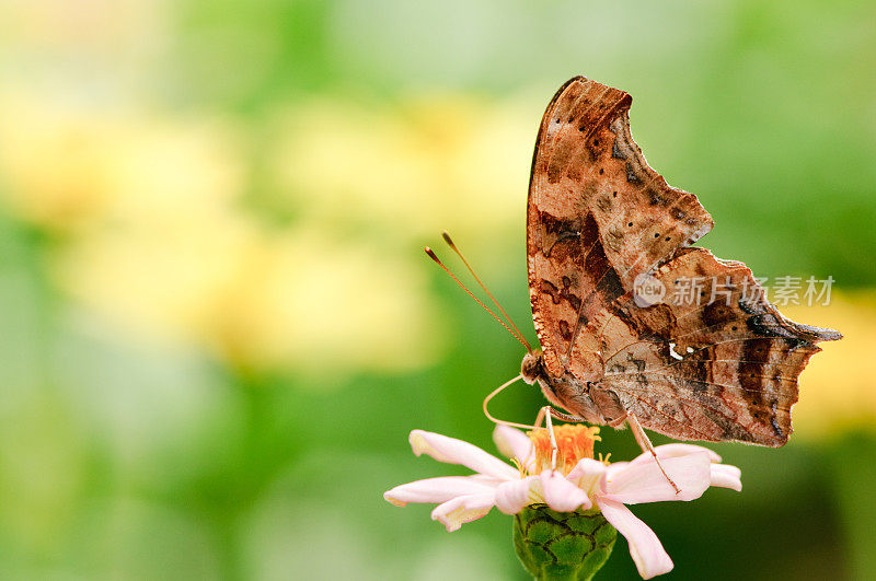 蝴蝶段(Polygonia c-相册)